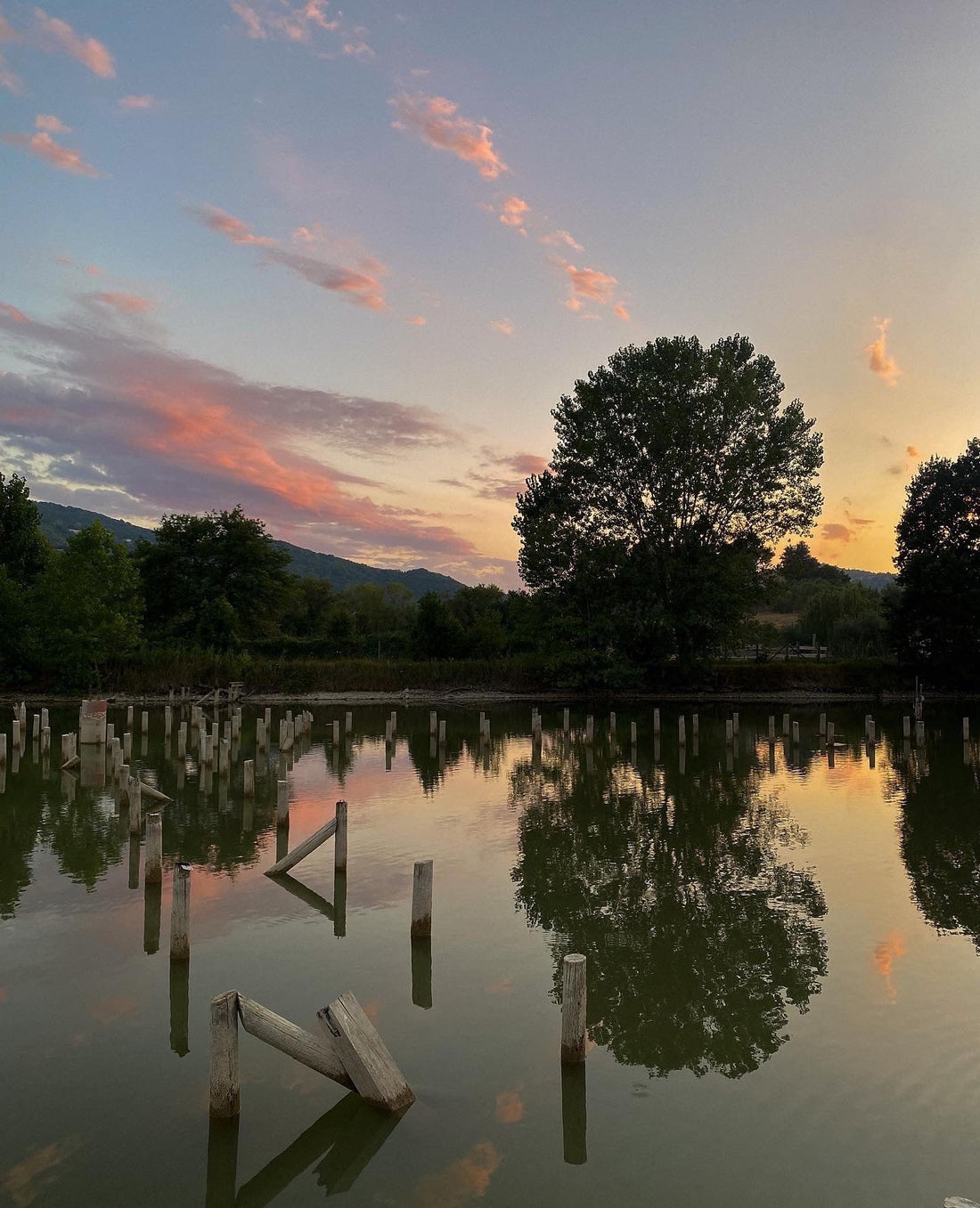 Un nuovo inizio: benvenut* in Radura, area blog di Selvaetica!