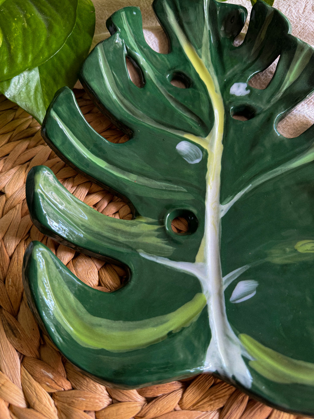 Foglia Monstera